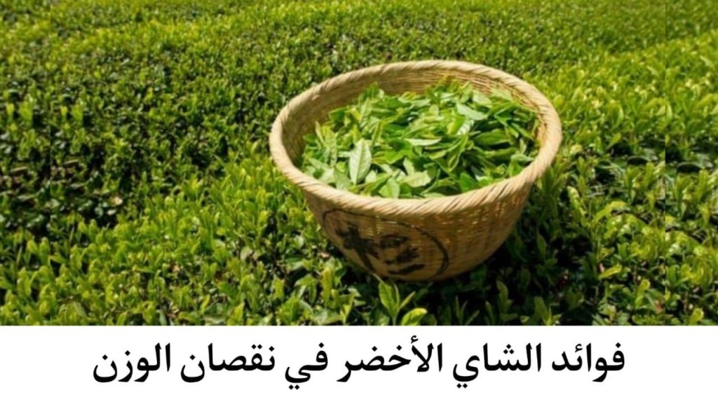 فوائد الشاي الأخضر وأضراره